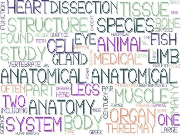 Anatomical Wordcloud Sticker